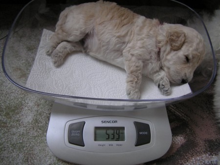 BOOTES Dorly Snowflake Fell 18. den